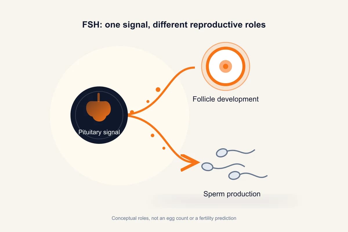 Conceptual FSH signalling from the pituitary toward follicle development and sperm production; no hormone concentration, egg count or fertility prediction is shown.